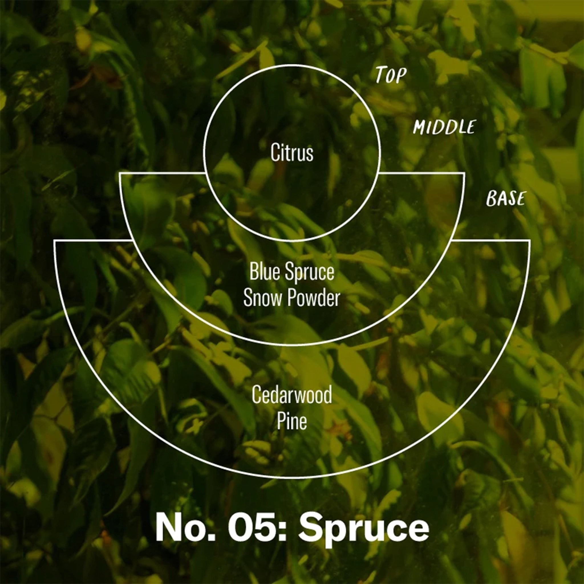 A graphic showing the top, middle and base notes. 