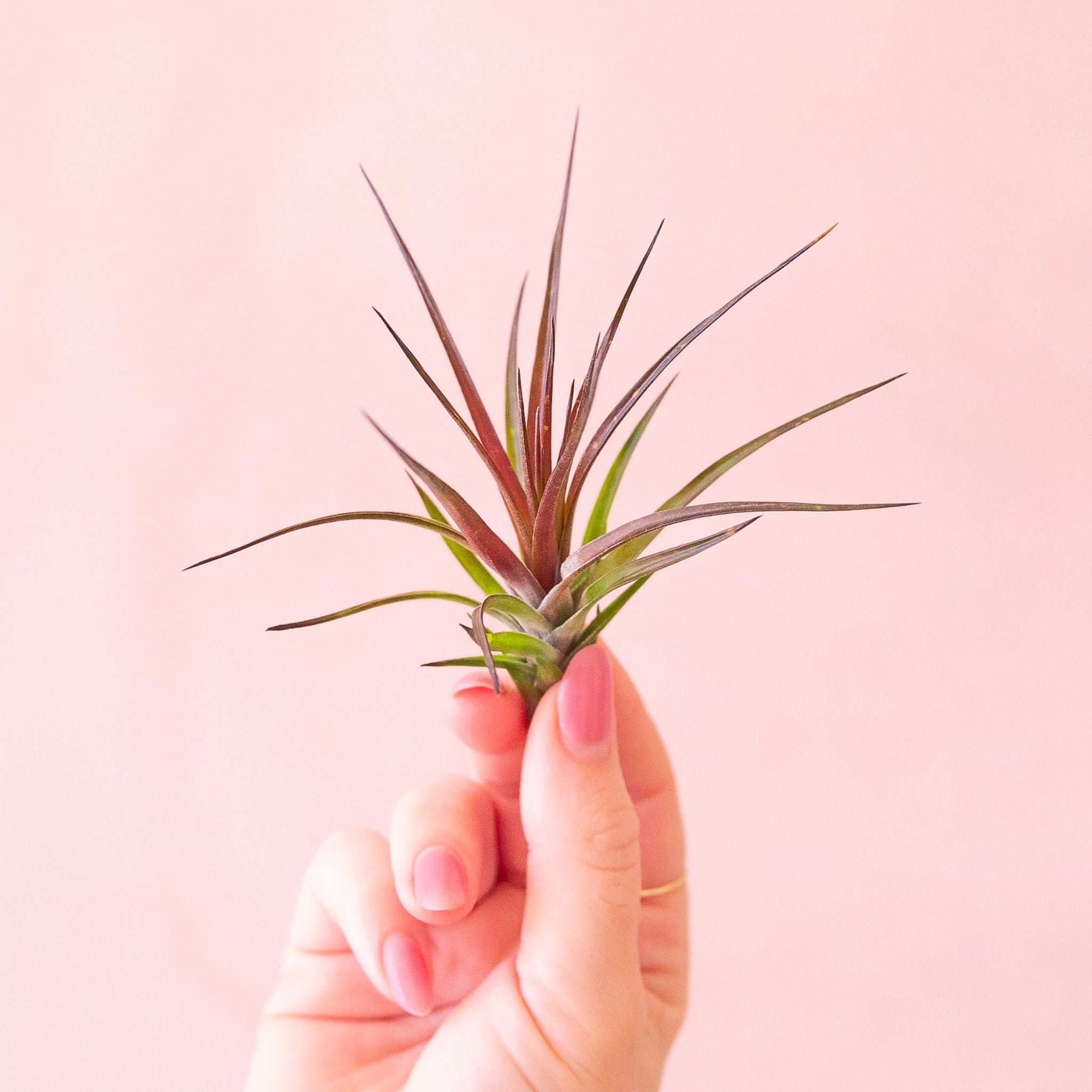air plant red tips Tillandsia Tenuifolia Emerald Forest | Air Plants