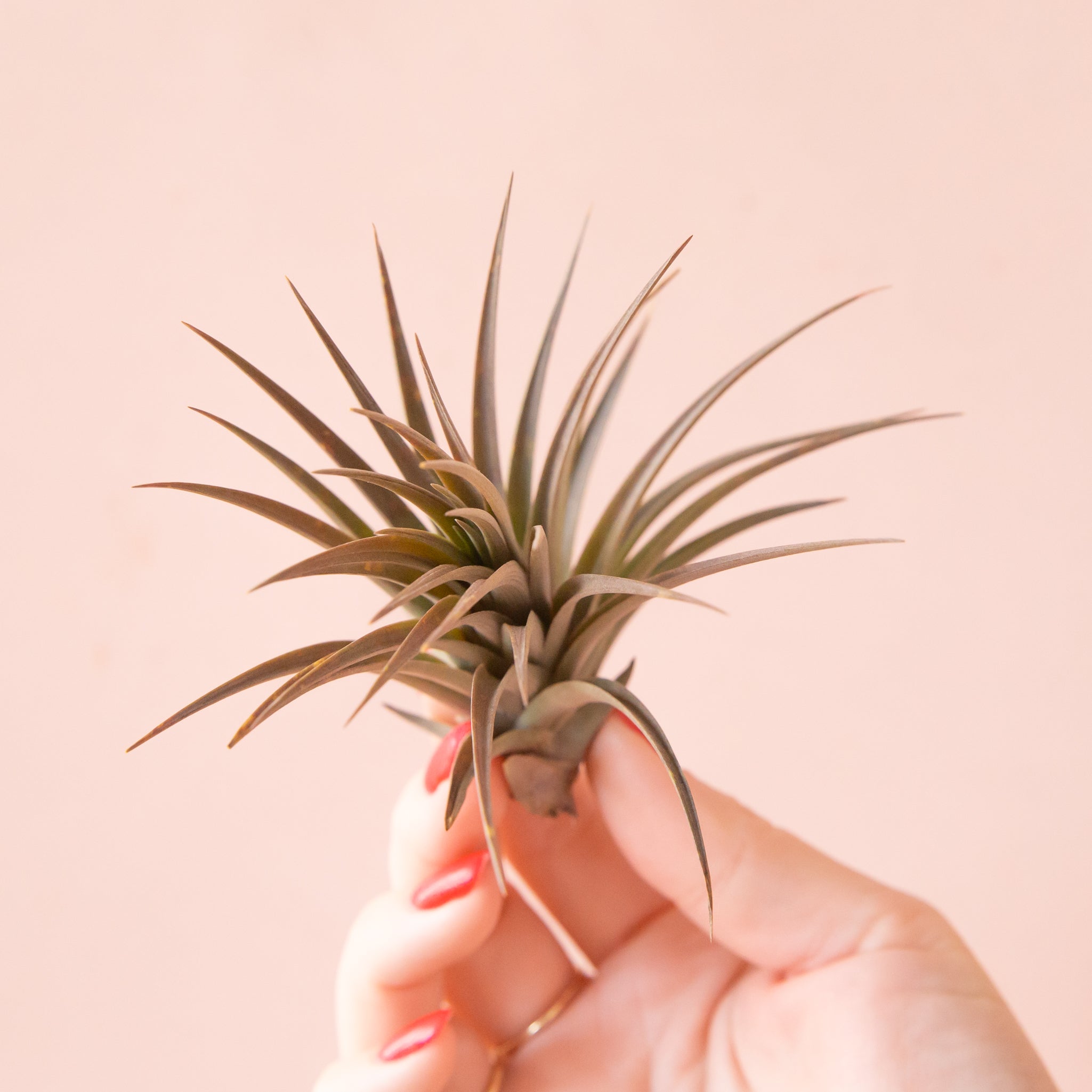 Tillandsia Vernicosa