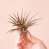 A light sage green air plant with thin pointed leaves. 