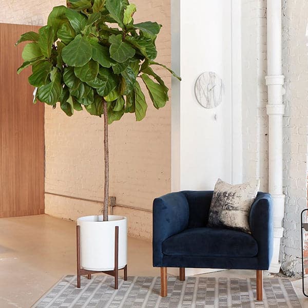 Solid white planter homes a towering fiddle leaf fig tree besides a blue velvet deep cushioned chair accented by a grey and white pillow. The scene is set in an industrial styled living space featuring a white brick wall and painted pipes . 