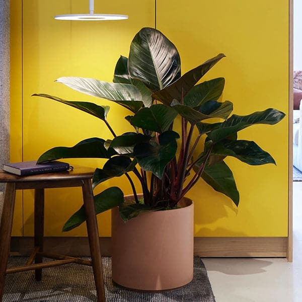 This cylinder pot is a peachy color and is potted with a stunning big-leaved plant. Besides sits a side table with a purple book. The scene lays against a solid yellow background.  