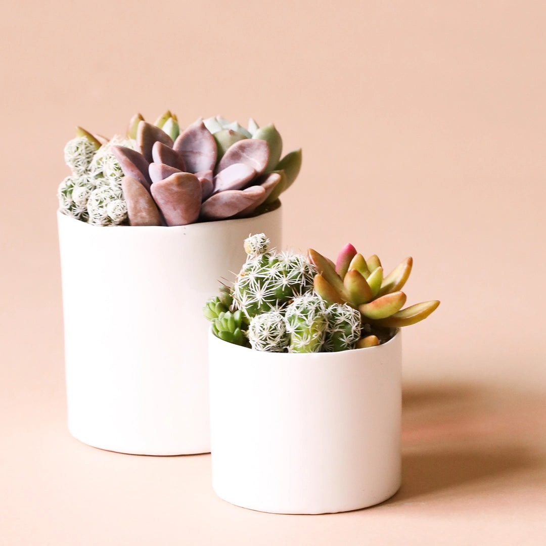 Two different sized cylinder shaped ceramic pots with a glossy finish and a slightly imperfect rim photographed here with succulent arrangements that are not included with purchase. 