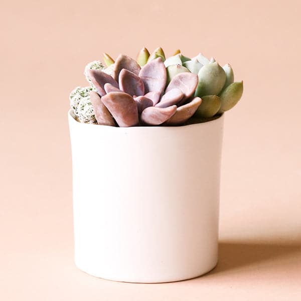 Two different sized cylinder shaped ceramic pots with a glossy finish and a slightly imperfect rim photographed with a succulent arrangement that is not included with purchase.