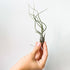 This plant has thin green, whimsy leaves sprouting from the center. These plants sit without soil, roots exposed. Plant is held in hand. 