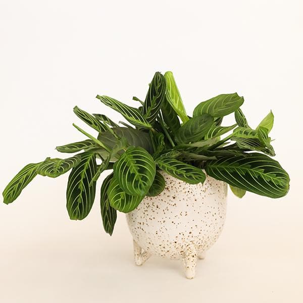 On a white background is a Maranta Prayer Plant Lemon Lime inside of a ceramic speckled pot that is not included with purchase. 