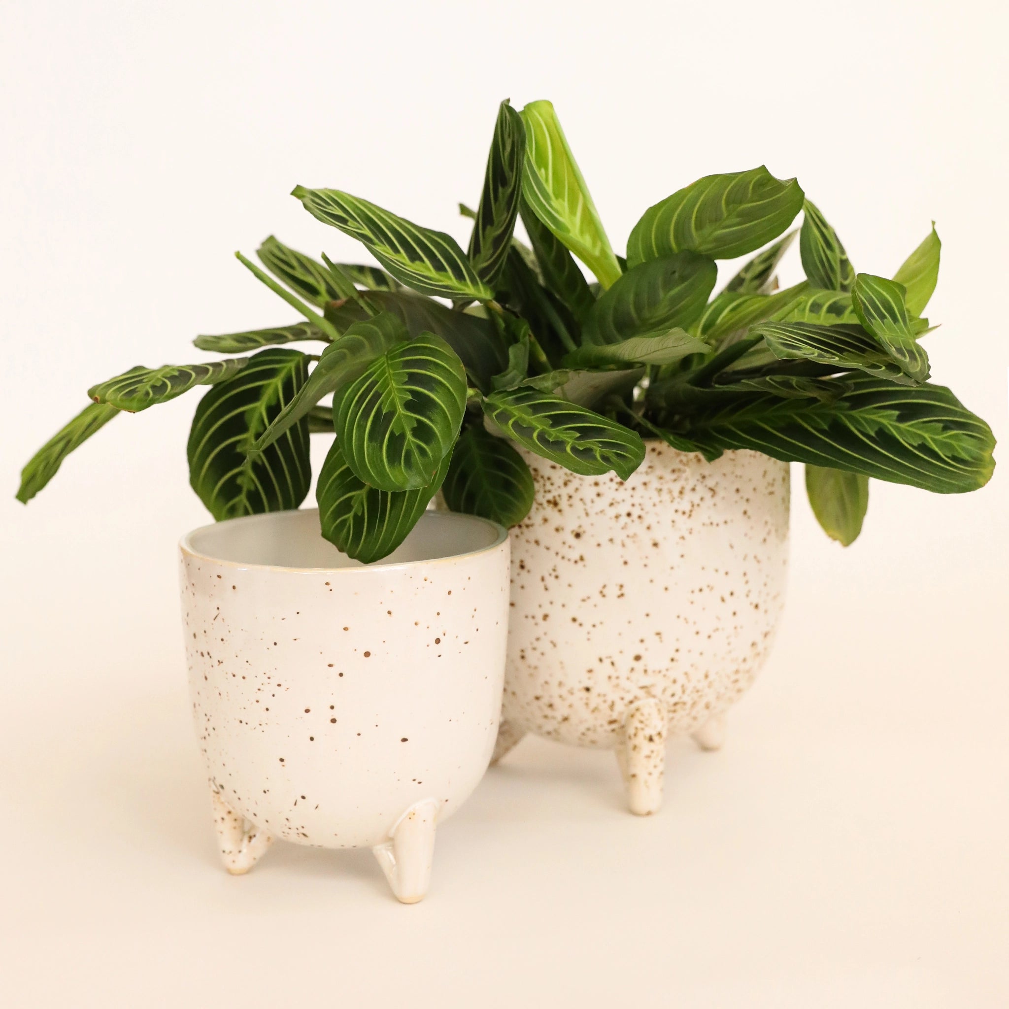 In front of a white background is a round footed pot. The pot is a cream color with dark brown specks. Inside the pot is bright green prayer plant. To the left is another pot just like the one on the right just a little smaller.