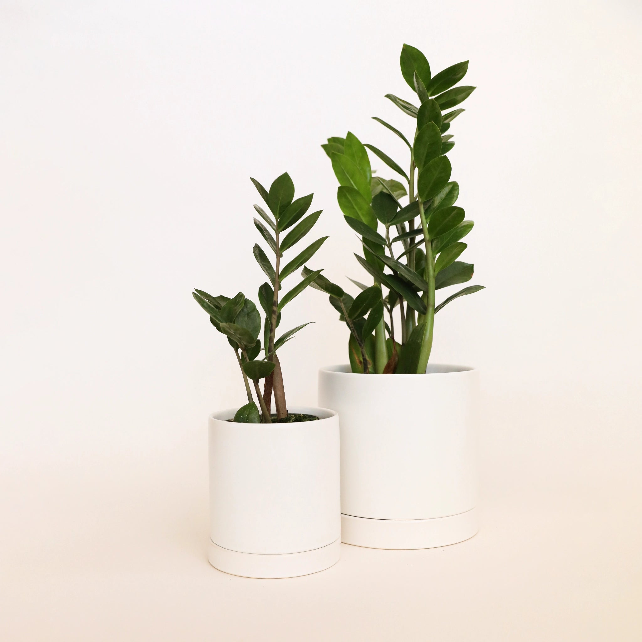 a small and large simple white pot sit side by side each with a zz plant place inside.
