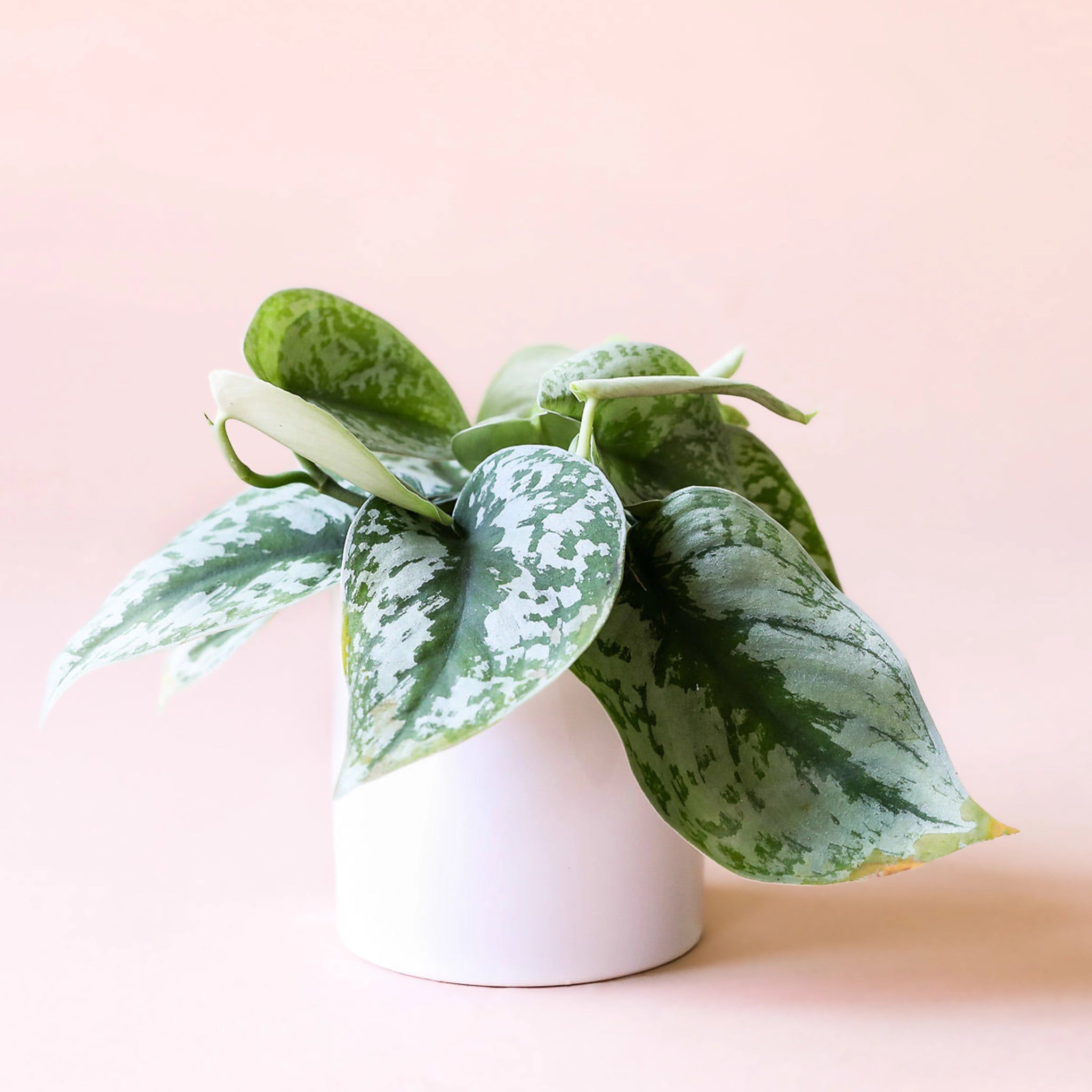 This miniature bright white cylinder pot homes a lush plants with velvety light and dark speckled green leaves.