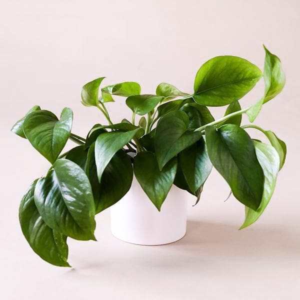 In front of a soft pink background is a white cylinder pot with a green pothos inside. The plant has green stems with dark green leaves. 