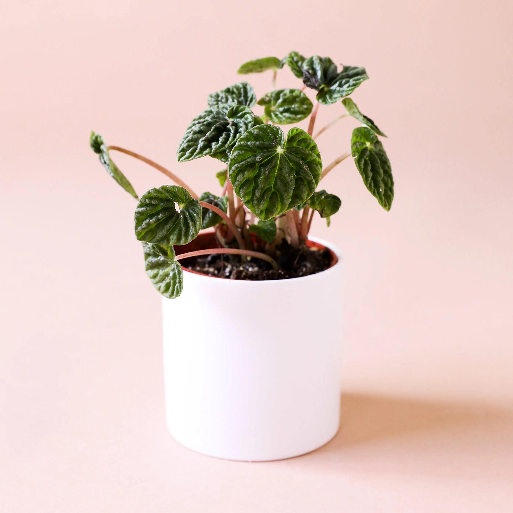 This small bright white cylinder pot homes a dainty plant with forest green leaves and soft red stems.