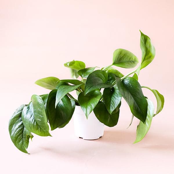 In front of a soft pink background is a white cylinder pot with a green pothos inside. The plant has green stems with dark green leaves. 