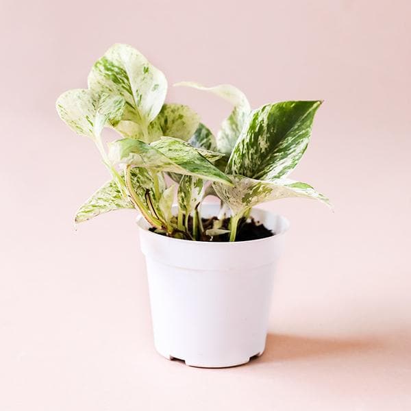 In front of a pink background is a white cylinder pot with a marble queen pothos inside. The plant has yellow stems with yellow and green variegated leaves.