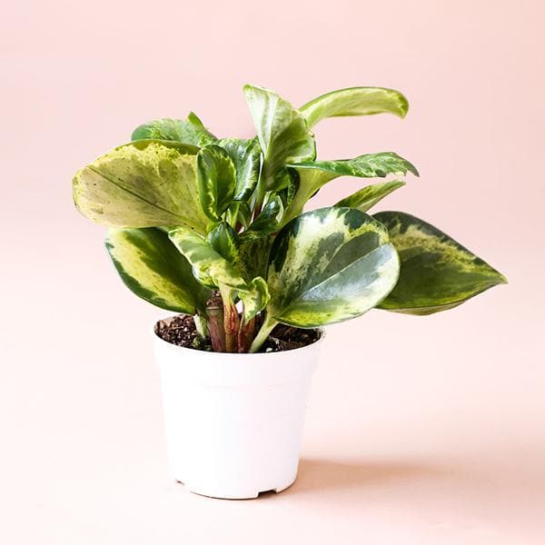 In front of a soft pink background is a white cylinder pot. Inside the pot is a peperomia obstusifolia marble. The rounded leaves are green and yellow marble. 