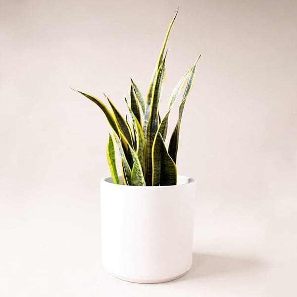 In front of a soft pink background is a white cylinder pot. Inside the pot is a sansevieria laurentii. The leaves are tall and stiff with a pointed top. They are green and light green stripes with a bright yellow border around the edges. 