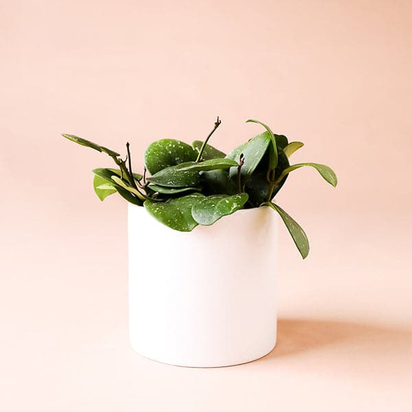 Hoya Obovata in a 6 inch white pot