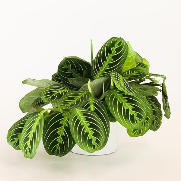 On a white background is a Maranta Prayer Plant Lemon Lime  inside of a white ceramic planter that is not included with purchase. 