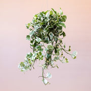 Hanging in front of a peachy background is a pothos n’joy. The plant has long green vines with small green and white variegated leaves.