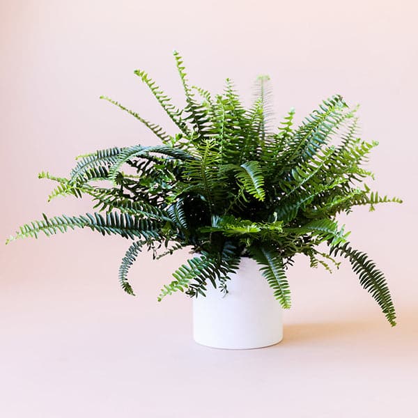 A Jester Fern photographed on a pink back drop in a white ceramic pot not include with purchase. 