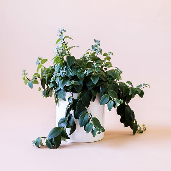 On a cream background is a Lipstick Plant in a white ceramic pot that aren&#39;t included with purchase. 