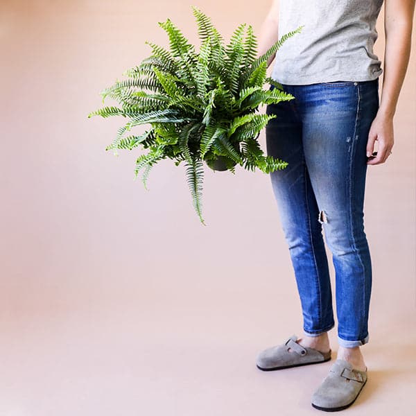 A Jester Fern photographed on a pink back drop being held up by a model. 