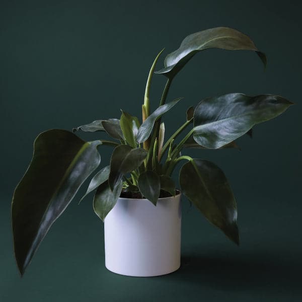 In front of a dark green background is a white circular pot. Inside the pot is a philodendron Congo. The light green stems are long and go straight up. The darker green leaves are large and narrow and pointed at the top.
