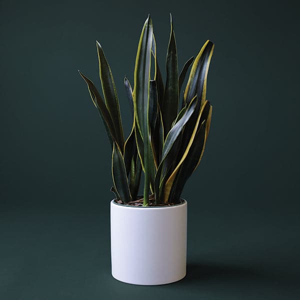 In front of a dark green background is a white cylinder pot. Inside the pot is a sansevieria laurentii. The leaves are tall and stiff with a pointed top. They are dark green with a bright yellow border around the edges. 
