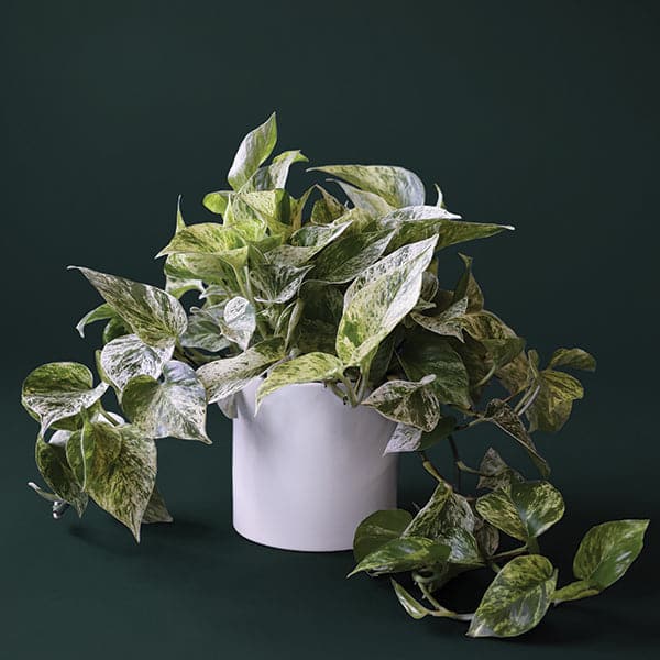 In front of a dark green background is a white cylinder pot with a marble queen pothos inside. The plant has long green vines that fall down the side of the pot. The leaves are yellow and green variegated. 