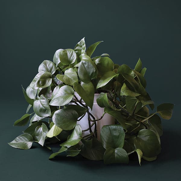 In front of a dark green background is a white cylinder pot with a green pothos inside. The plant has long green vines  that fall to the ground. The leaves are dark green. 