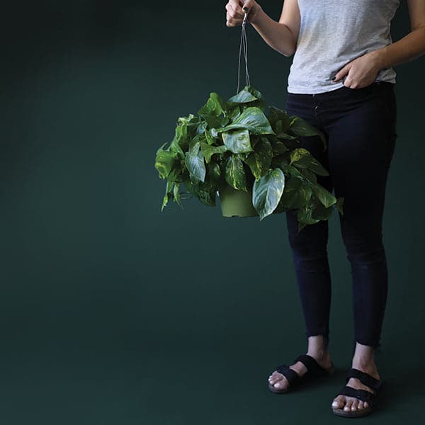 Variegated green and white Pothos plant that is full of fresh, plump leaves and growing green stems. Plant is potted in a solid green hanging plastic pot and held by the handle by a woman wearing a grey tee shirt and jeans. 