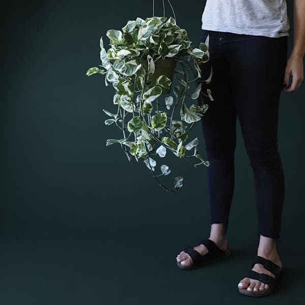 In front of a dark green background is a person standing on the right side of the picture. The person is wearing dark jeans and a white t-shirt. She is holding a hanging green pot with a pothos n’joy inside. The plant has long green vines that fall over the side of the pot. The plant has small green and white variegated leaves.