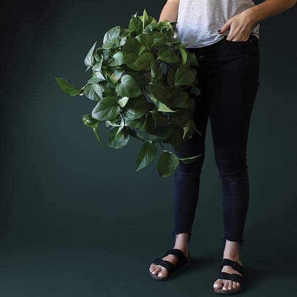 In front of a dark green background is a woman standing on the right side. She is wearing dark jeans and a white t-shirt. She is holding a green pothos with green vines that fall down the side of the pot. The plant has dark green leaves. 