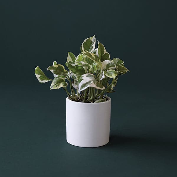 In front of a dark green background is a white cylinder pot with a pothos n’joy inside. The plant has green stems with small green and white variegated leaves.
