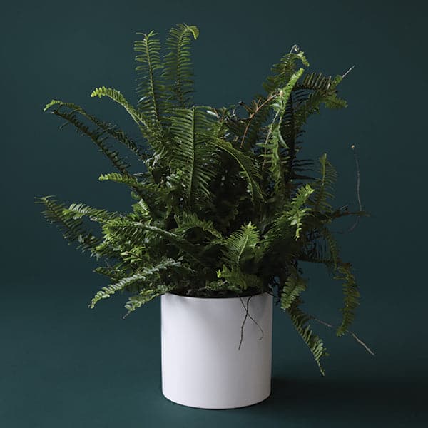 A Jester Fern photographed on a dark green back drop in a white ceramic pot not include with purchase.
