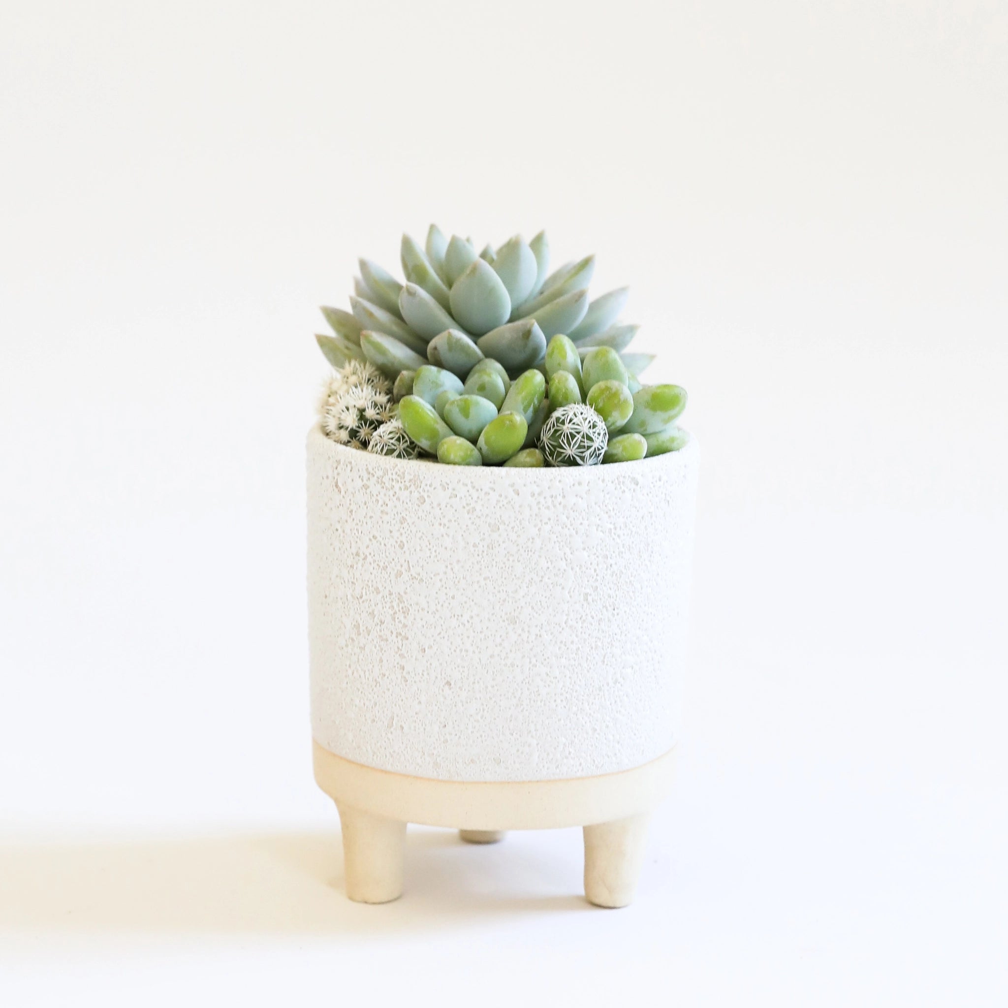 white textured pot with tan footed base is filled with succulents and cacti