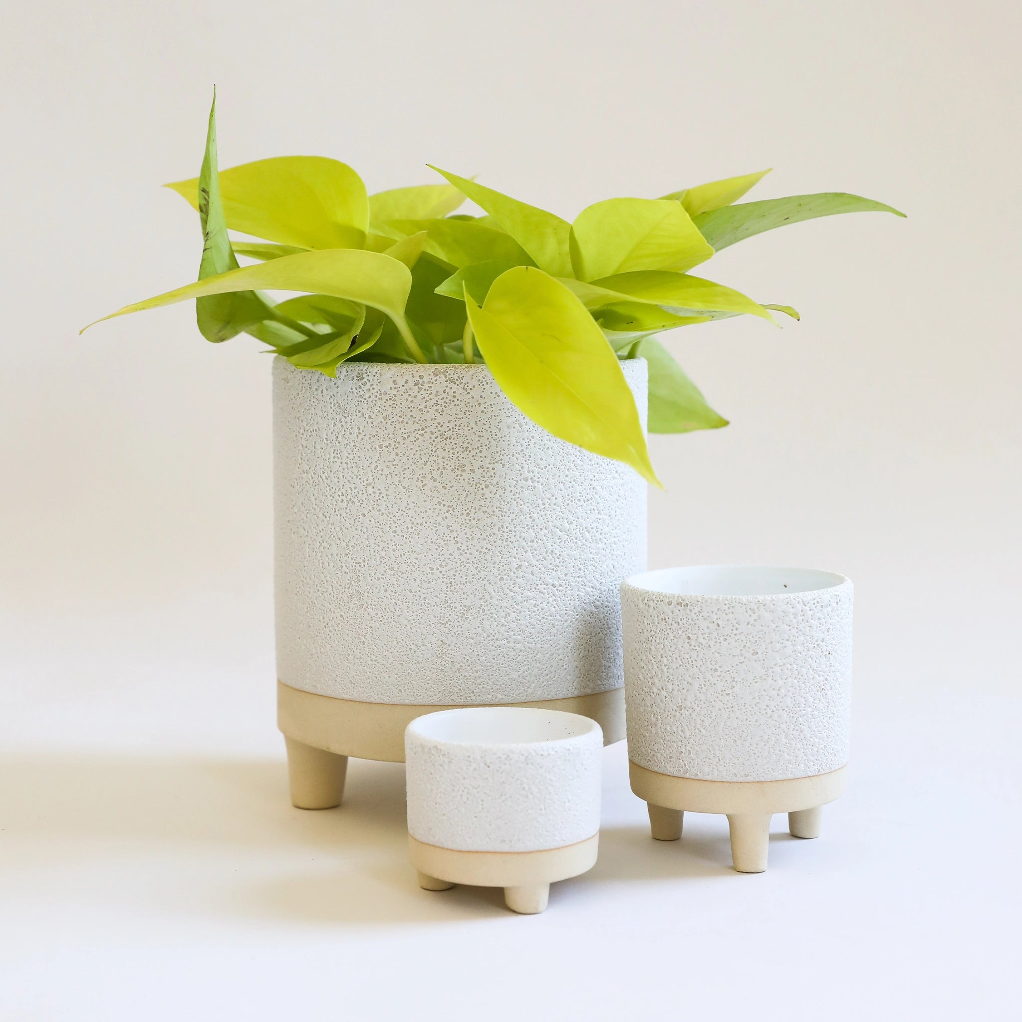 three white textured pots of varying sizes with tan colored footed bases. a lush lime green plant sits in the largest pot.