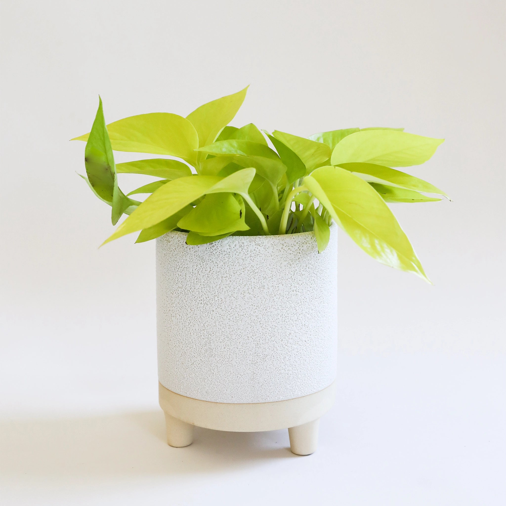 white textured pot with tan footed base is filled with a lush lime green plant