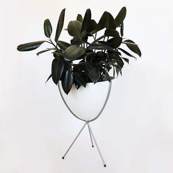 In front of white background is a white planter in a silver metal stand. The bullet planter is wide at the top and narrow at the bottom. The metal stand has three legs. Inside the planter is a deep green rubber tree. 