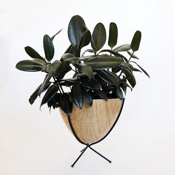 In front of white background is a wood colored planter in a short black metal stand. The bullet planter is wide at the top and narrow at the bottom. The metal stand has three legs. Inside the planter is a deep green rubber tree. 