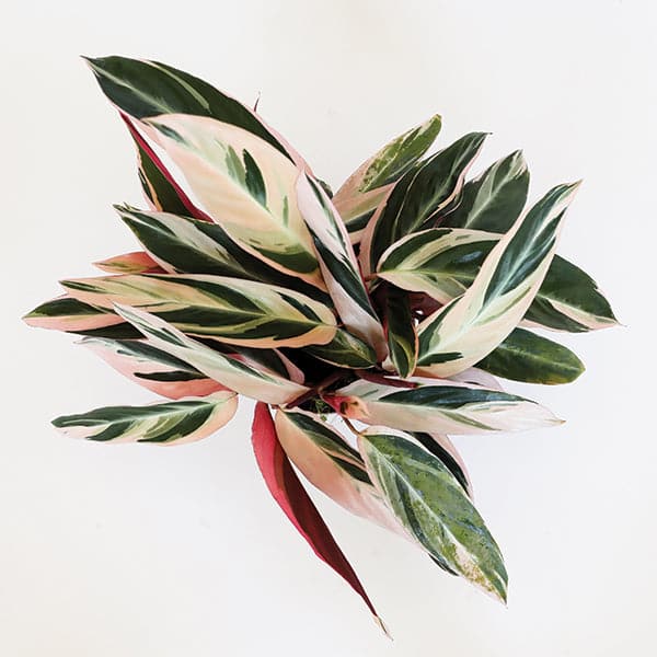 Against a white background is the birds eye view of a triostar plant. The leaves of this plant are green with a blush color painted on the leaves. The bottom of the leave s are dark pink. 