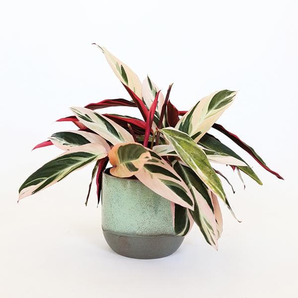 Against a white background is a teal speckled, round pot with a dark gray base. Inside the pot is a triostar plant. The long, tall leaves of this plant are green with a blush color painted on the leaves. Some leaves are more green while others are more blush. The bottom of the leaves are dark pink. 