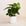 simple white pot with a lush philodendron split leaf placed inside