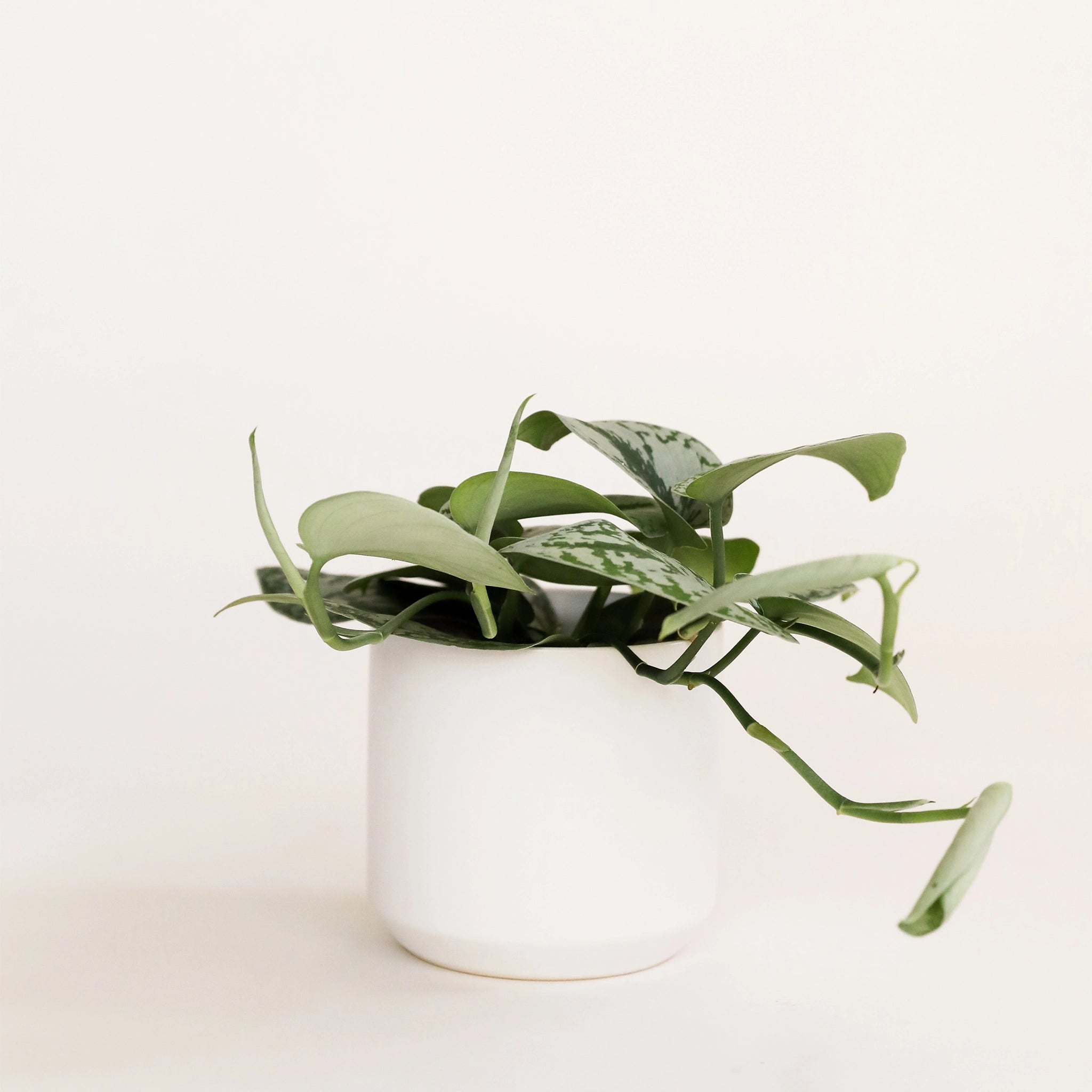 simple white pot with a small satin pictus plant placed inside