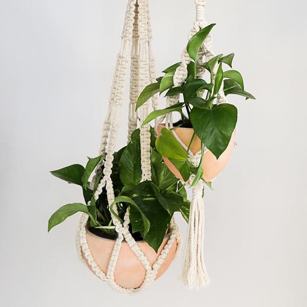 On a light grey background is a natural colored macrame plant hanger with a tassel on the bottom and photographed with a terracotta planter and filled with a green pothos house plant.