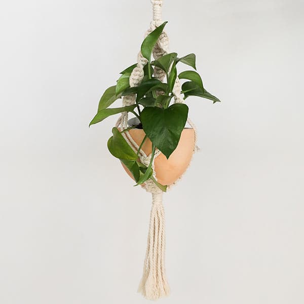On a light grey background is a natural colored macrame plant hanger with a tassel on the bottom and photographed with a terracotta planter and filled with a green pothos house plant. 