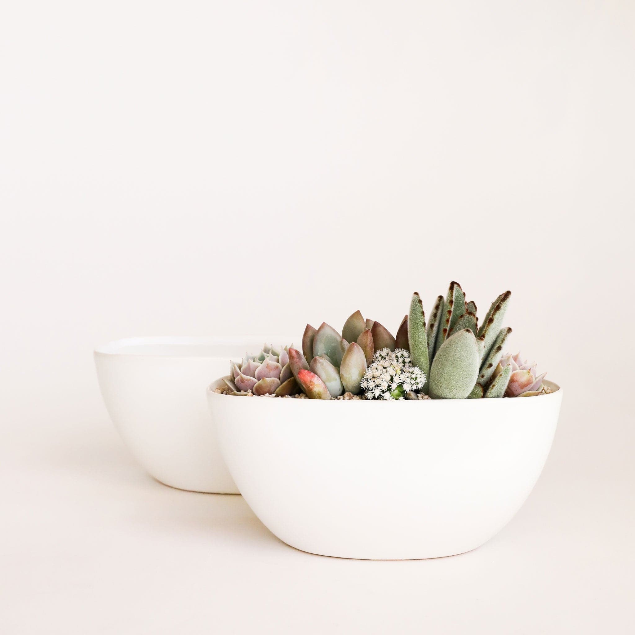 Two white ceramic boat shaped bowls are layered one in front of the other. The front bowl is filled with a delicate succulent arrangement that includes a variety of pale green and purple succulent plantings.  