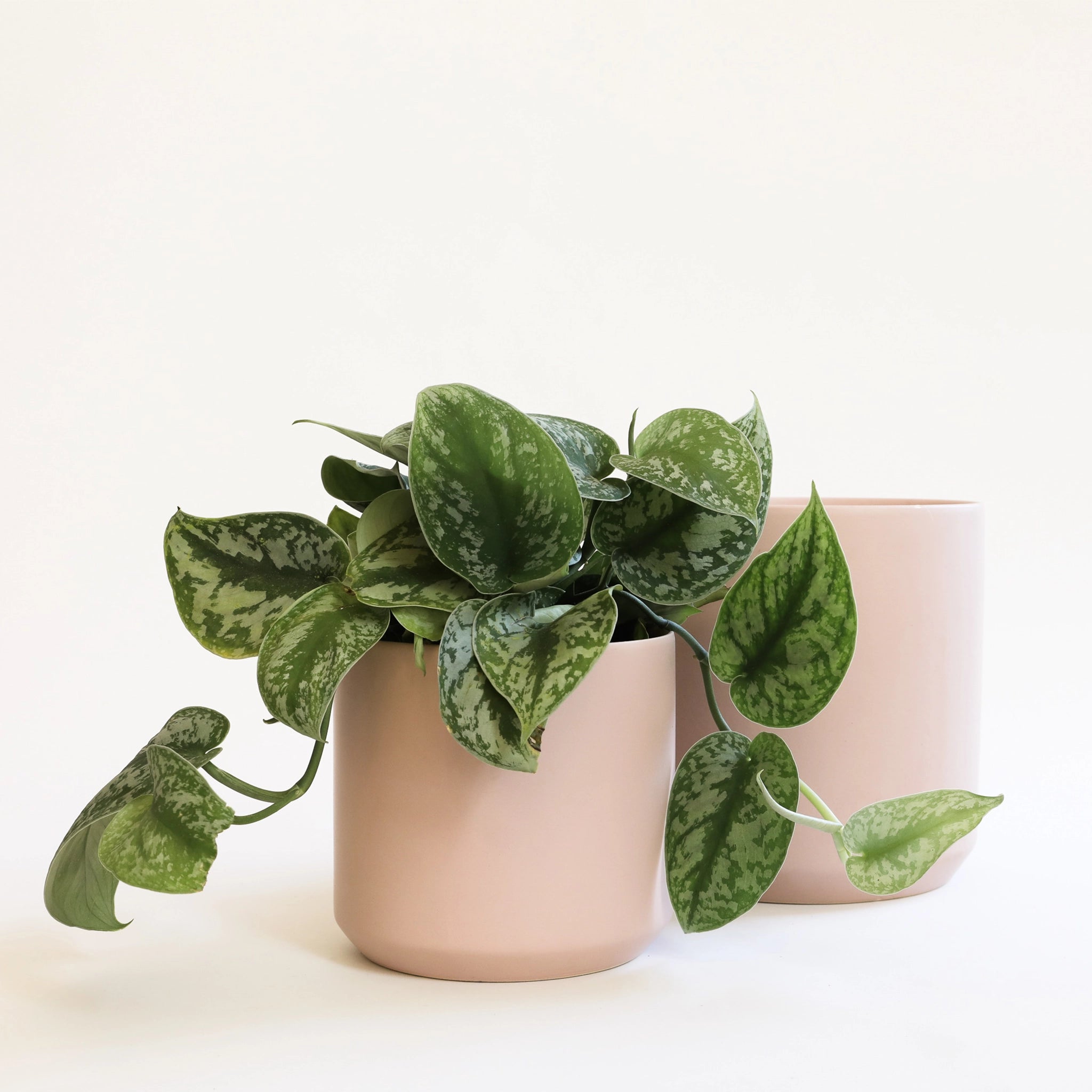 On a cream background is two different sized light pink ceramic planter with a plant inside that is not included.