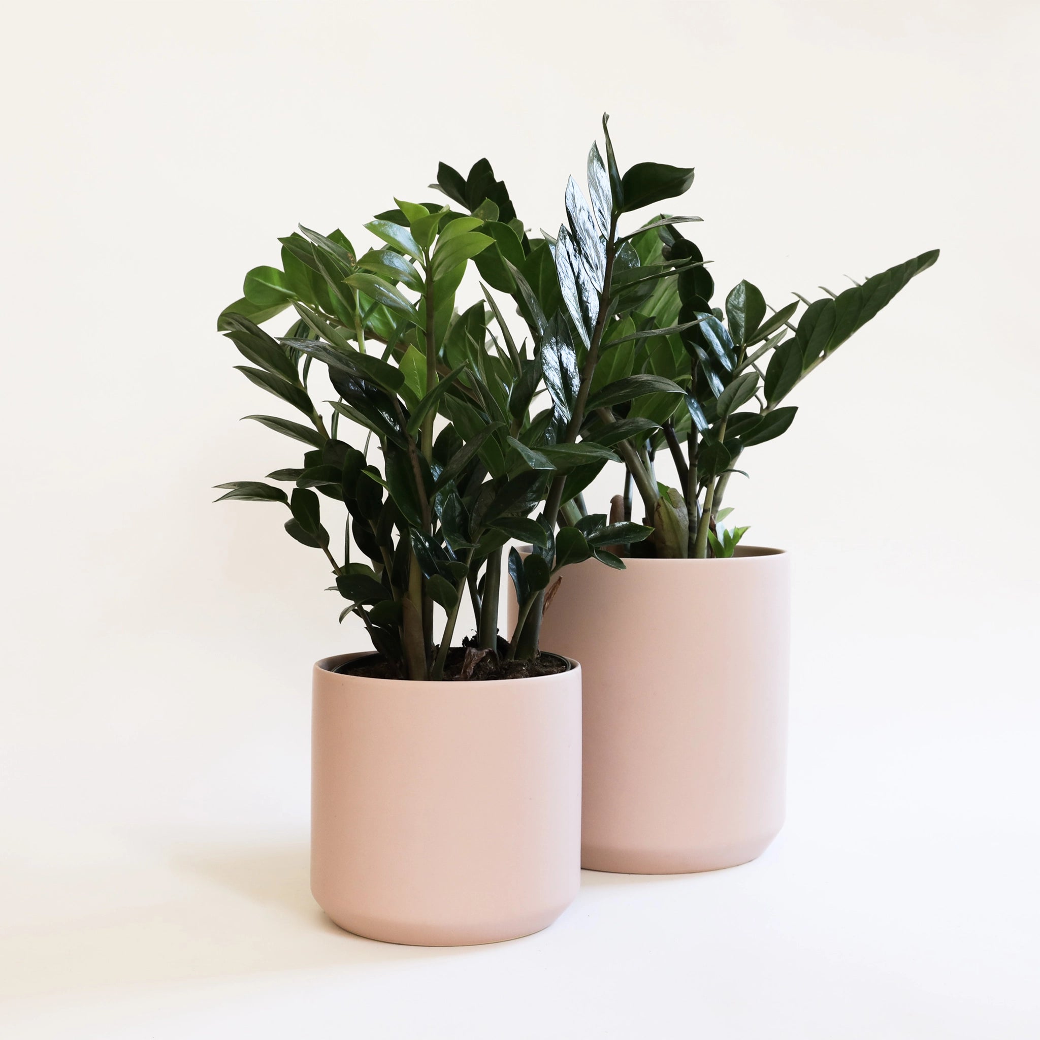 On a cream background is two different sized light pink ceramic planter with a plant inside that is not included.  