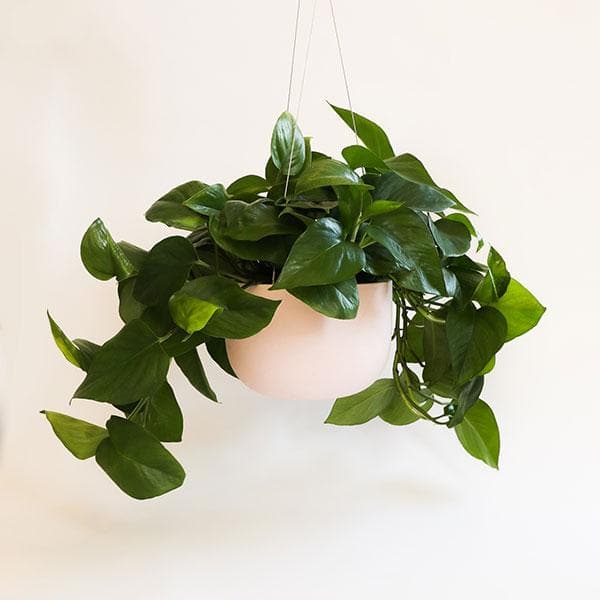 Hanging in front of a white background is a light pink hanging pot. The pot is wide and round and slightly tapers at the bottom. Inside the pot is a dark green pothos that is spilling out of the sides. The pot is being held by three silver wires.