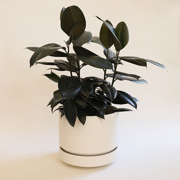 In front of a white background is a round white pot with a matching tray. Inside the pot is a tall plant with dark green leaves. 